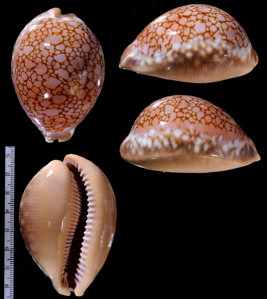 Microshells: Lyncina broderipii somalica ソマリアサラサダカラ