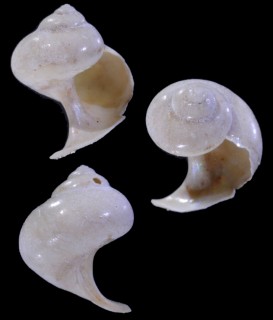 マリオンシタダミ （仮称） Margarella porcellana small