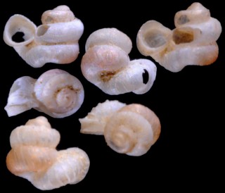 ジャバニカムエントツノタウチ (仮称) Opisthostoma javanicum small
