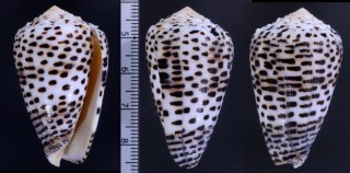 ゴマフイモの一型 Conus pulicarius fustigatus small