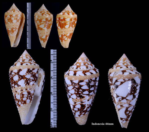 エデンイモ Conus ammiralis architalassus small
