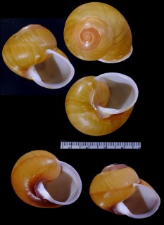ネジリチャスジタニシマイマイの亜種 Calocochlia intorta aeruginosa small