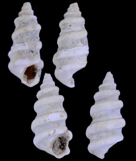 コスタッピングネジガイ(仮称) 化石種 Marticia cosensis small