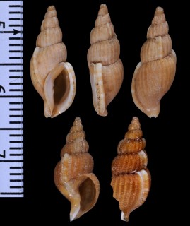 アルゴアヒモカケシリキレボラ (仮称) Africotriton fictilis small