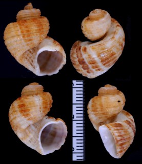 ヘソカドオリイレボラ Trigonostoma semidisjunctum