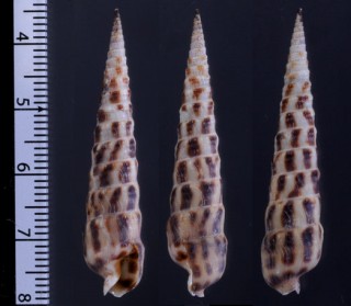メキシコセキトリタケノコ Terebra robusta lingualis small