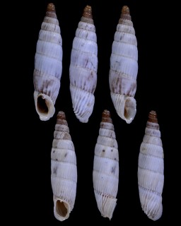 ラフカディオギセル (仮称) Albinaria senilis leucadia small
