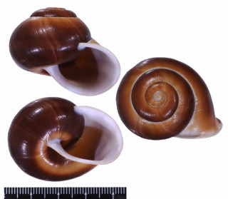 コゲチャスジヒロクチマイマイ (仮称) Tricheulota bulbulus small