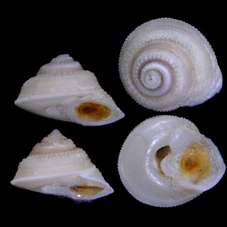 カザリヒロベソエビス (仮称) Calliotropis eucheloides small