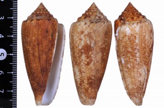 ジュズカケタガヤサンミナシ Conus telatus rugosus small