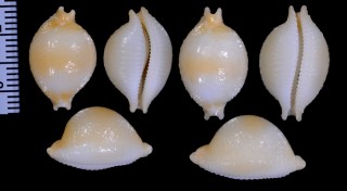 チアポニチドリダカラ (仮称) Pustularia chiapponii chiapponii small