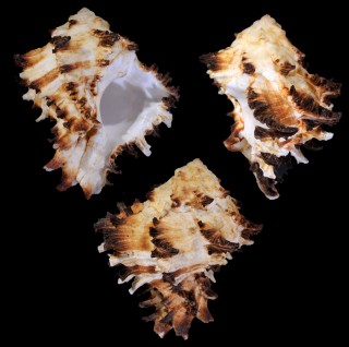 ナデガタノシメガンゼキボラ Hexaplex cichoreum depressospinosus