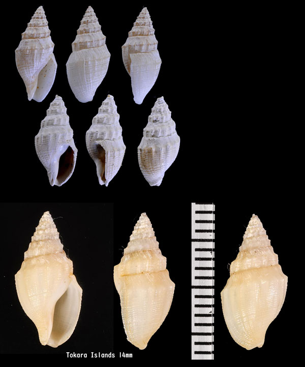 ペンドゥラフデシャジク (仮称) Buccinaria pendula
