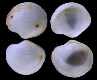 マルハナシガイ Leptaxinus oyamai small