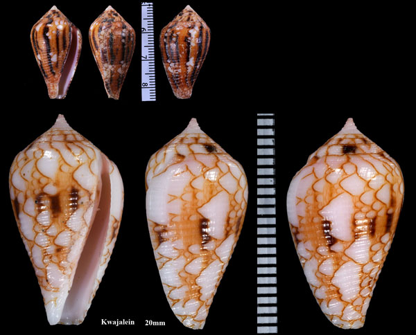 ハナイモ 花芋 Conus retifer small