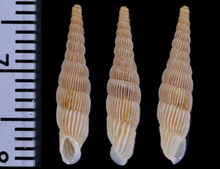 キプロスアオギセル (仮称) Albinaria saxatilis small
