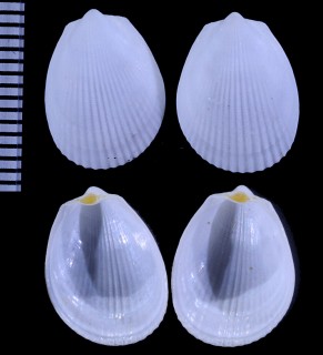 ナンキョクユキバネ (仮称) Limatula pygmaea small
