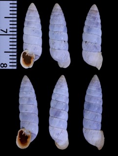 アグラスサナギガイ (仮称) Fauxulus agulhasensis small