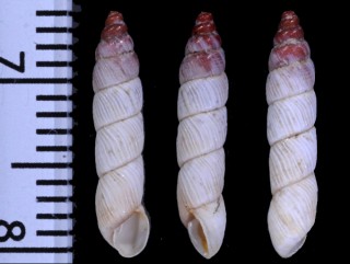 フェルナンデスオカチョウジモドキ(仮称) Naesiotus fernandezae small