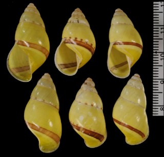 ムンタワイマレーマイマイ (未詳) Amphidromus sp. small