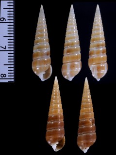 マキミゾクチキレ Pyramidella canaliculatus small