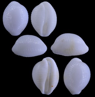 ナタールコシラタマ (仮称) Trivirostra natalensis