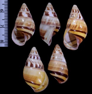 ナナイロウコンマイマイ Amphidromus quadrasi versicolor small