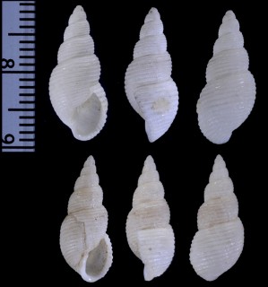 シロヒメゴウナ Leucotina adamsi small