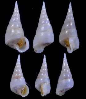 オネジニナ近似種 Scalenostoma carinatum aff. small