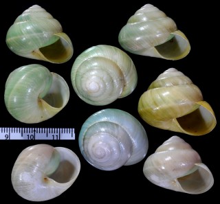 マディタビマメダママイマイ (未詳) Asperitas bimaensis aff. small