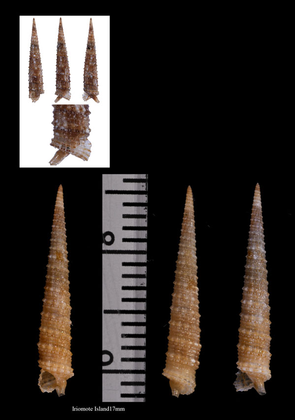 トガリキリオレ Euthymella pyramidalis