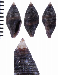 フィリピンシズクニナ (仮称) Mitromorpha philippinensis