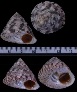 ナンアニシキウズ (仮称) Trochus nigropunctatus small