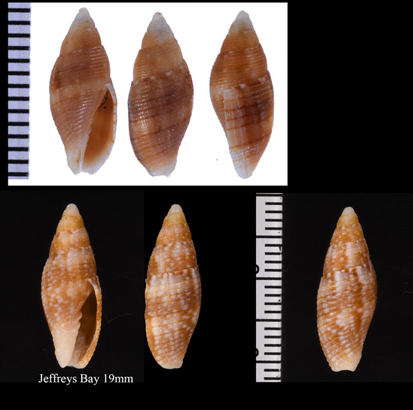 アガラスフデ Quasimitra latruncularia small