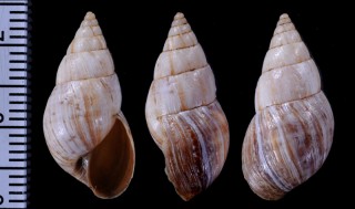 サキグロオカカクタニシ (仮称) Bostryx nigropileatus small