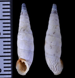 ドリパナルドアオギセル (仮称) Albinaria inflata draparnaldi small