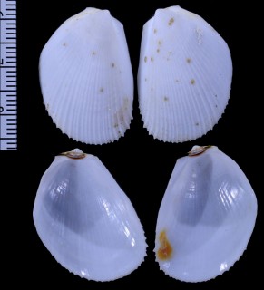 ナンアユキミノ (仮称) Limaria rotundata small