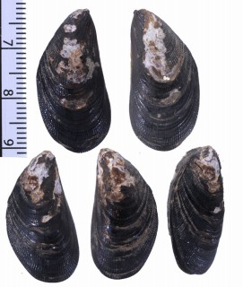 ダーウィンスキゲヒバリ (仮称) Brachidontes darwinianus small