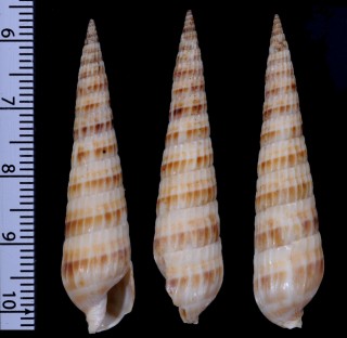 アワジタケ Brevimyurella awajiensis small