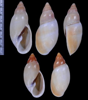 ガダルカナルアカネマイマイcf. Placostylus macgillivrayi small