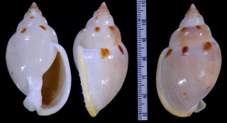 ミガキウラシマ Semicassis glabrata small