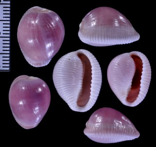 ホソスジバライロスジボタン (仮称) Triviella phalacra