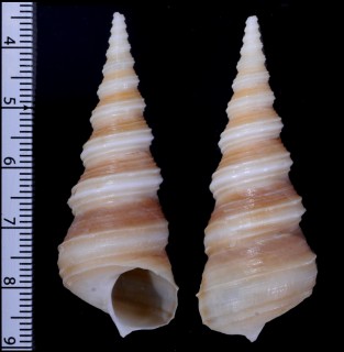 ブットウキリガイダマシ Turritella duplicata small
