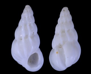 ハンフリーイトカケ Epitonium humphreysii small