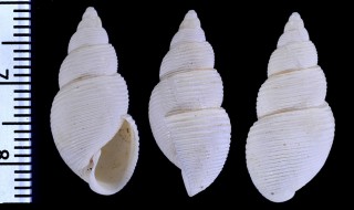 マキモノガイ 巻物貝 Leucotina dianae small