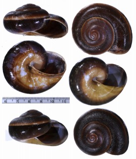 ニューギニアのベッコウマイマイ類 未詳 Helicarionidae sp. small