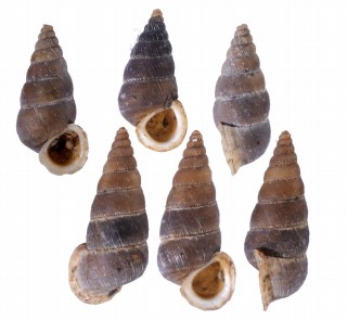 ヒダルゴゴマガイ (仮称) Cochlostoma hidalgoi small