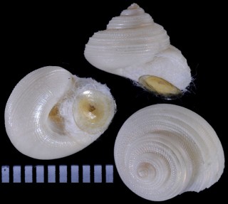 サガミハブタエシタダミ Omphalomargarites sagamiensis small