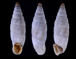 セニリスアオギセル (仮称) Albinaria senilis small