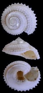 ハクシャコガネエビス Calliotropis calcarata small